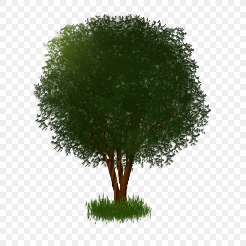 Tree Shrub Plant Branching, PNG, 1200x1200px, Tree, Branch, Branching, Grass, Plant Download Free