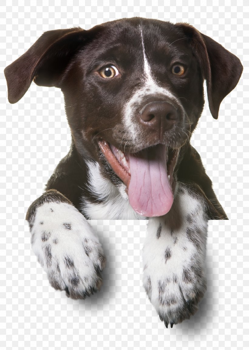 Dog Puppy Pet Sitting Cat, PNG, 1425x2000px, Dog, Animal Allergy, Bark, Borador, Carnivoran Download Free