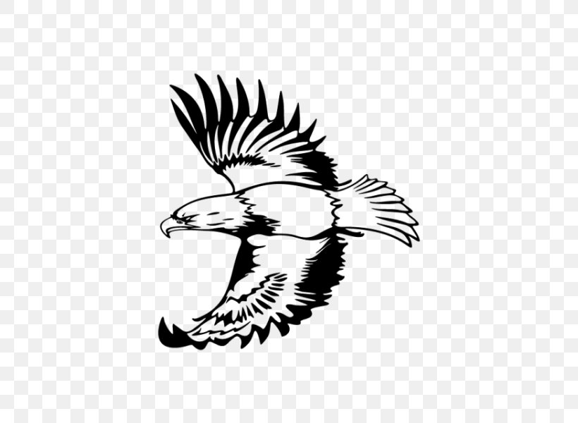 Eagle Drawing Clip Art, PNG, 600x600px, Eagle, Accipitriformes, Art, Bald Eagle, Beak Download Free