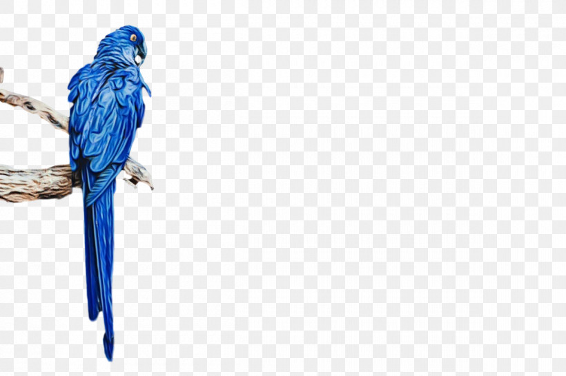 Feather, PNG, 1200x800px, Watercolor, Beak, Biology, Birds, Cobalt Download Free