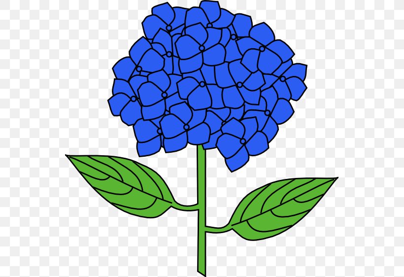French Hydrangea Flower Drawing Clip Art, PNG, 555x562px, French Hydrangea, Artwork, Color, Cut Flowers, Drawing Download Free