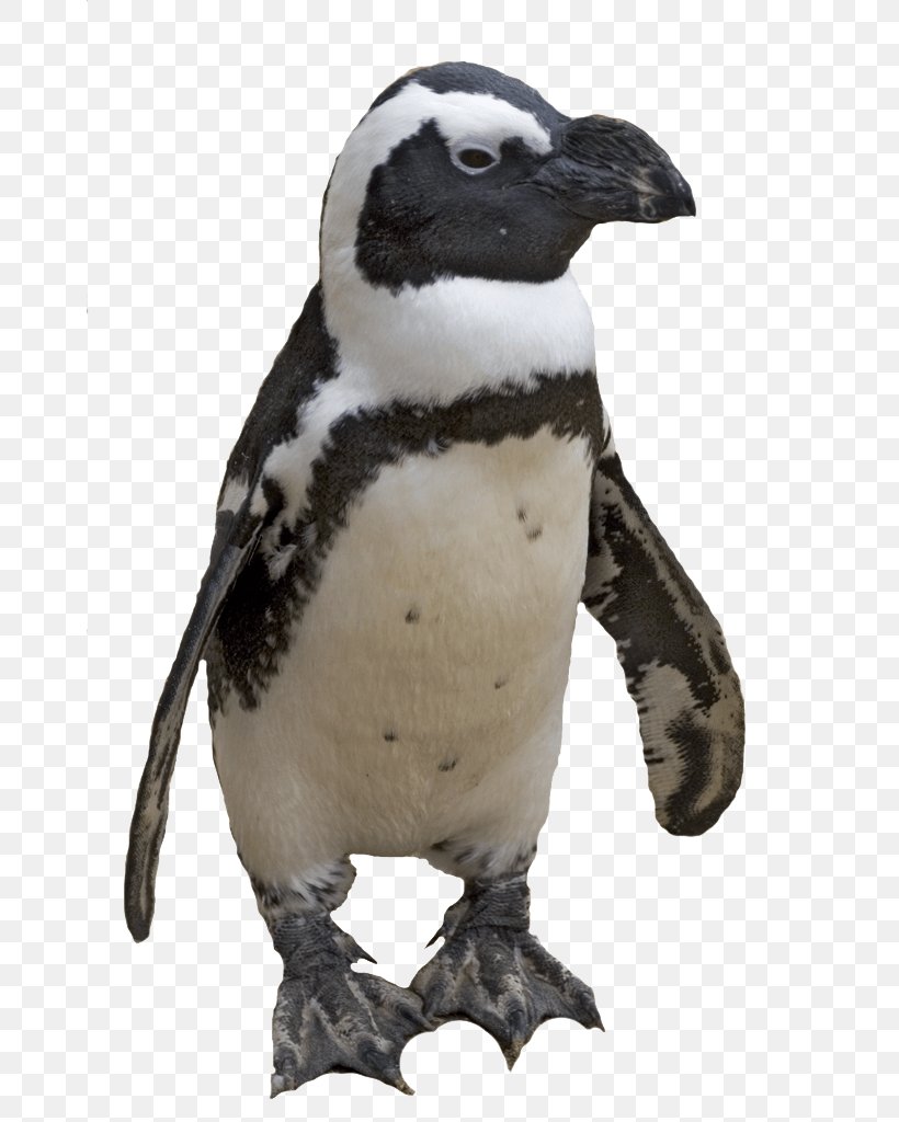 Penguin Computer File, PNG, 662x1024px, Penguin, Beak, Bird, Fauna, Flightless Bird Download Free