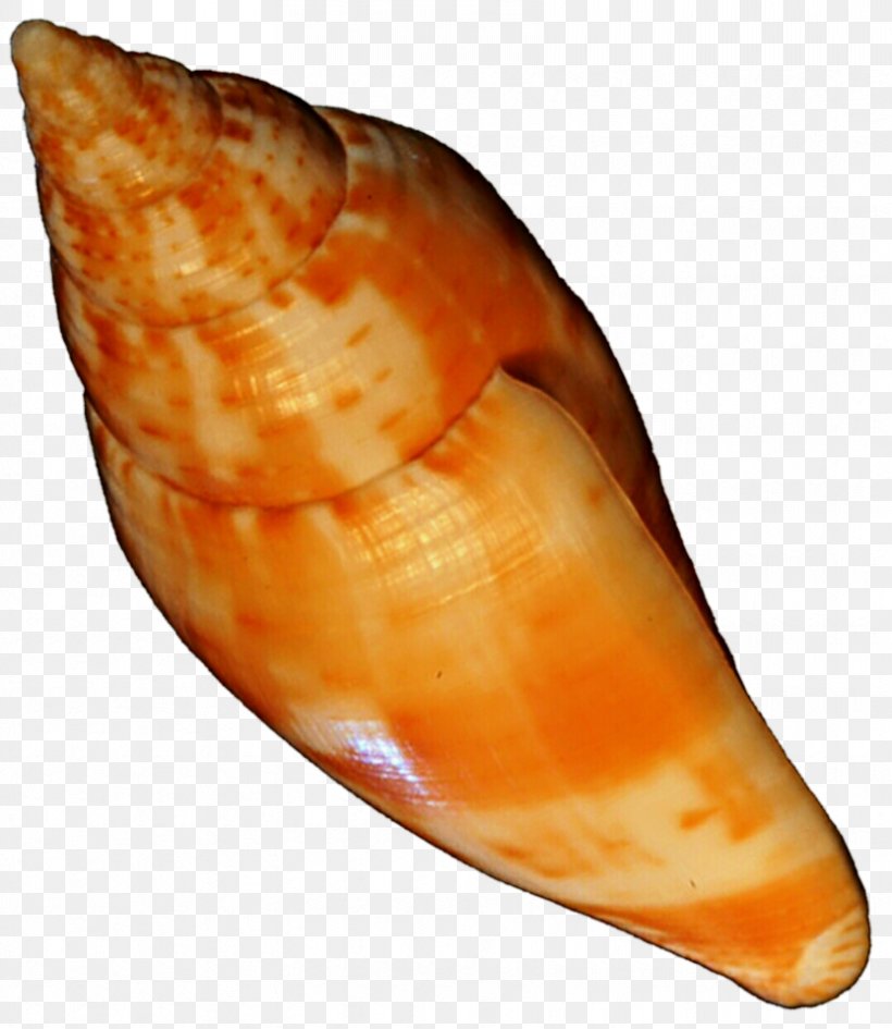 Seashell Clam Shankha Snail Conchology, PNG, 833x960px, Seashell, Clam, Clams Oysters Mussels And Scallops, Cockle, Conch Download Free