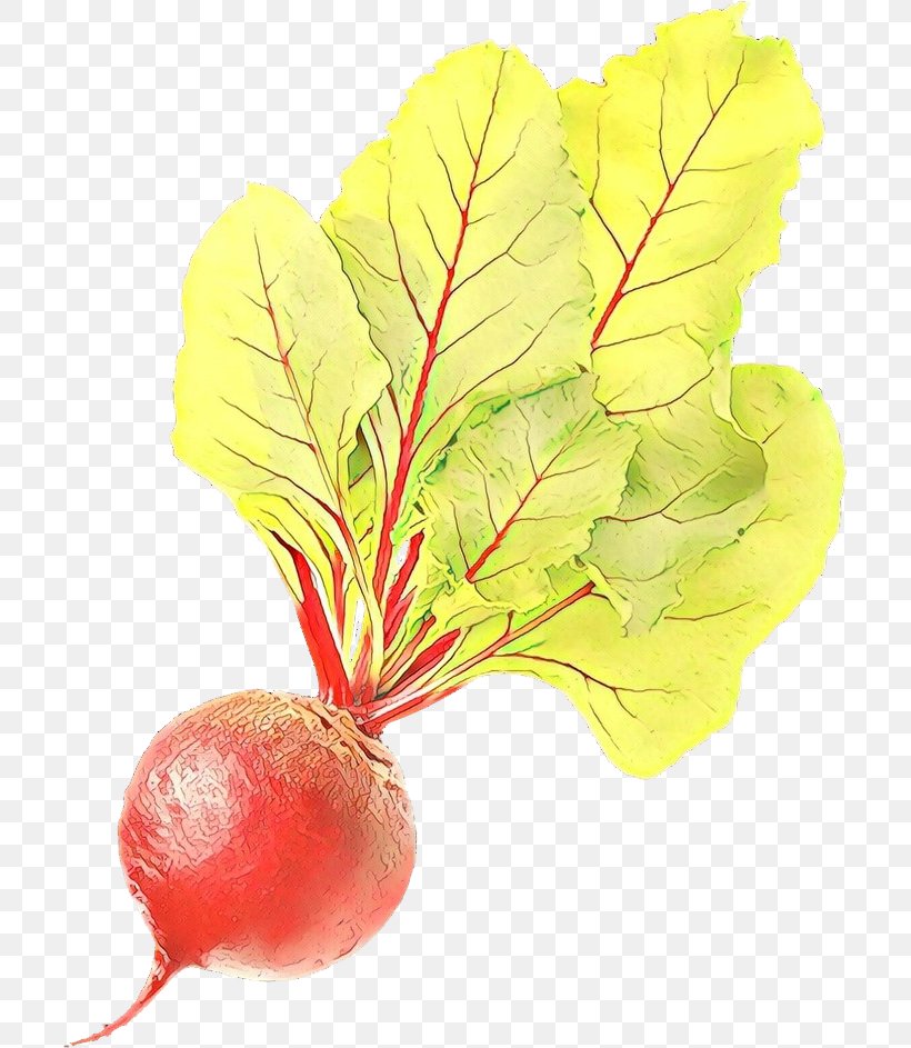 Tree Leaf, PNG, 706x943px, Chard, Beet, Beetroot, Beetroots, Branch Download Free