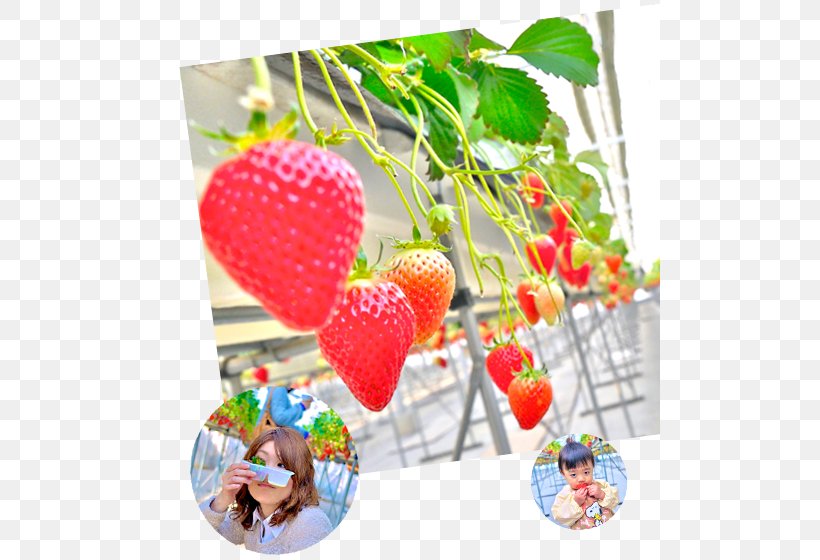 Tumitumi Strawberry Farm Car Park つみつみいちごファーム Buffet Business, PNG, 500x560px, Strawberry, Buffet, Business, Food, Fruit Download Free