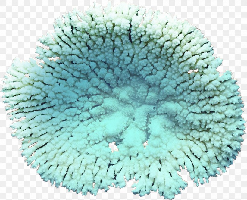 Coral Algae Clip Art, PNG, 1237x1002px, Coral, Albom, Algae, Aqua, Organism Download Free