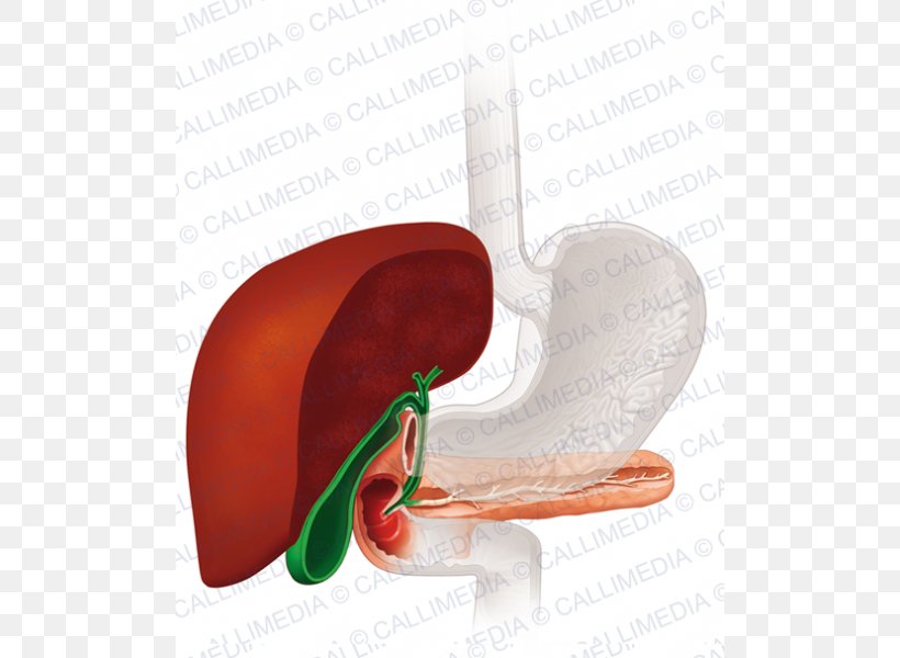 Gallbladder Gallstone Cholecystectomy Therapy Human Anatomy, PNG, 600x600px, Watercolor, Cartoon, Flower, Frame, Heart Download Free