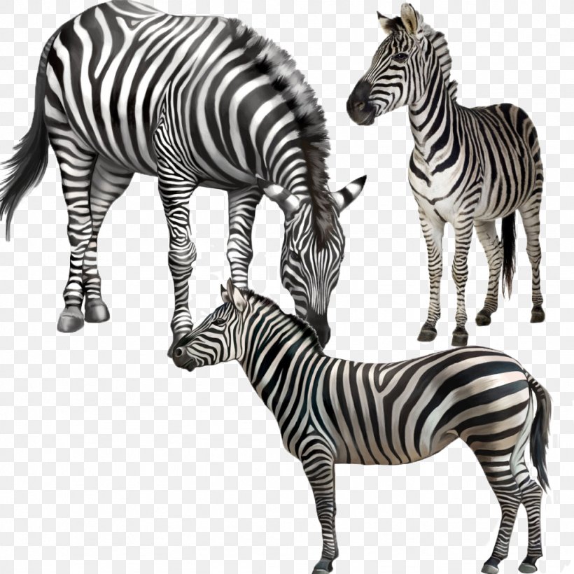Giraffe Tiger Okapi Illustration, PNG, 1024x1024px, Giraffe, Black And White, Drawing, Fauna, Fauna Of Africa Download Free