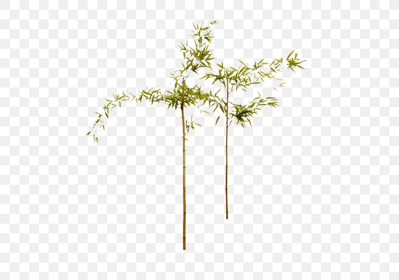 Bamboo Bamboe, PNG, 576x576px, Bamboo, Bamboe, Branch, Flower, Flowerpot Download Free