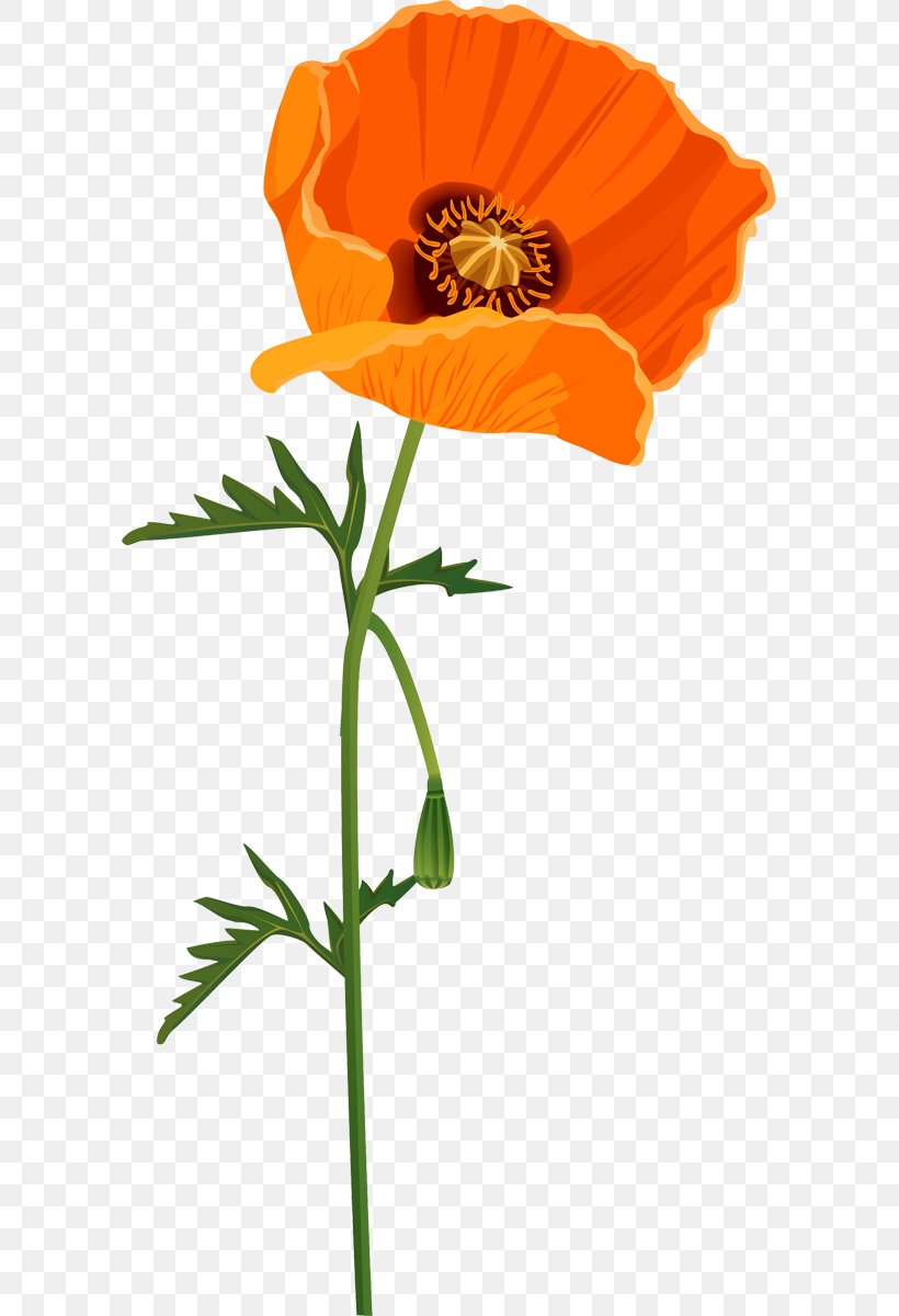Common Poppy Flower Clip Art, PNG, 597x1200px, Poppy, Blume, Common Poppy, Cut Flowers, Flower Download Free