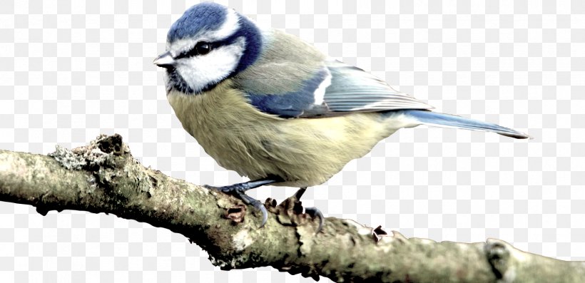 Eurasian Blue Tit Bird Great Tit Kastanienbaum, PNG, 1699x823px, Tit, Animal, Beak, Bird, Bird Feeders Download Free