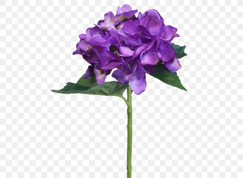 Hydrangea Cut Flowers Violet Petal, PNG, 800x600px, Hydrangea, Annual Plant, Cornales, Cut Flowers, Flower Download Free