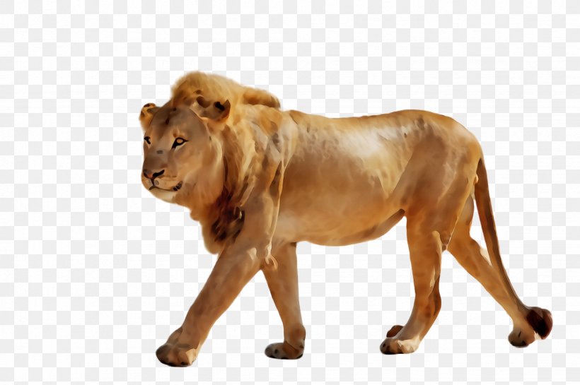 Lion Wildlife Terrestrial Animal Big Cats Animal Figure, PNG, 2452x1632px, Watercolor, Animal Figure, Big Cats, Lion, Masai Lion Download Free