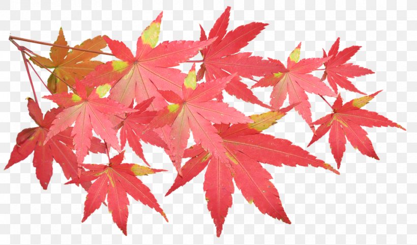 Maple Image Branch Leaf, PNG, 960x564px, Maple, Autumn, Autumn Leaf Color, Branch, Flowering Plant Download Free
