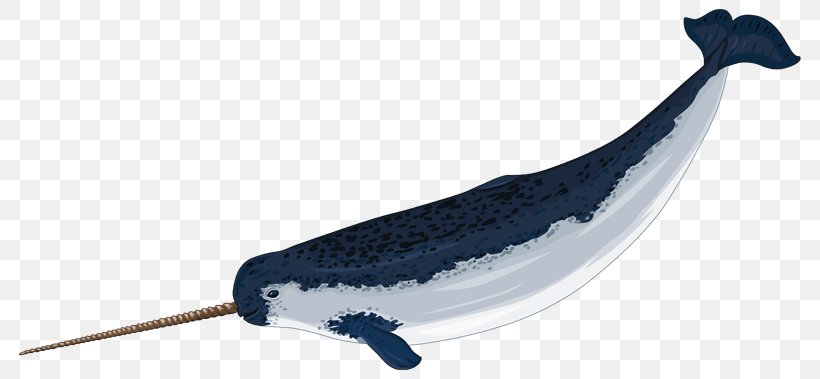 Narwhal Arctic Drawing Clip Art, PNG, 800x379px, Narwhal, Animal Figure, Arctic, Blog, Cuteness Download Free