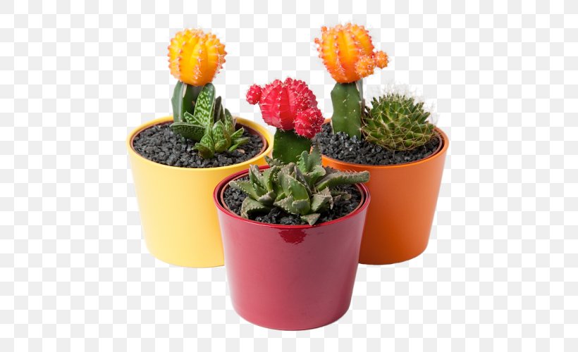 Cactaceae Houseplant Flowerpot Garden, PNG, 500x500px, Cactaceae, Cactus, Cactus Garden, Caryophyllales, Cyclamen Download Free