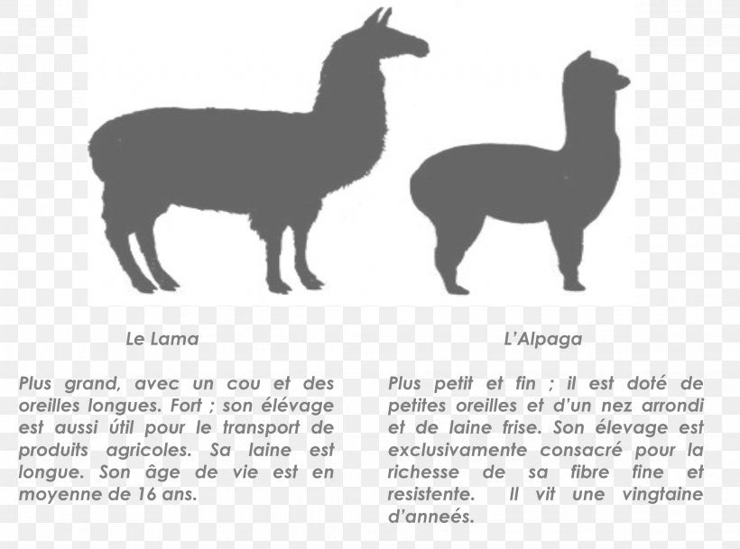 Llama Alpaca T-shirt Vicuña Camel, PNG, 2038x1516px, Llama, Alpaca, Camel, Camel Like Mammal, Camelids Download Free