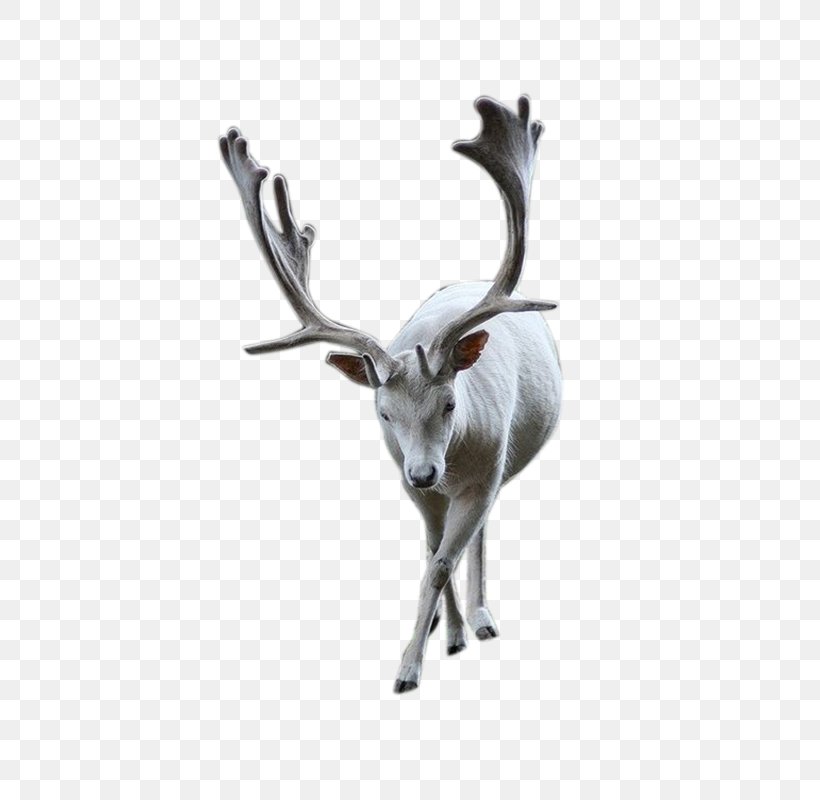 Reindeer Pxe8re Davids Deer Download, PNG, 600x800px, Reindeer, Antelope, Antler, Deer, Fauna Download Free