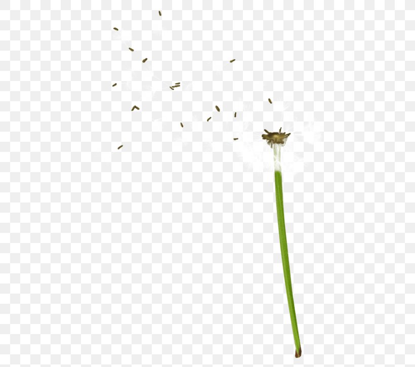 Twig Plant Stem Leaf Line Flower, PNG, 480x725px, Twig, Bird, Branch, Flower, Grass Download Free