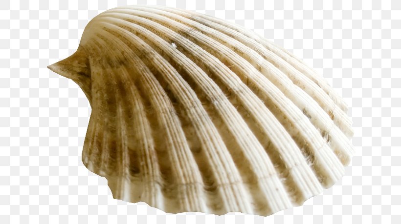 Clam Oyster Cockle Mussel Pectinidae, PNG, 650x459px, Clam, Brown, Clams Oysters Mussels And Scallops, Cockle, Molluscs Download Free