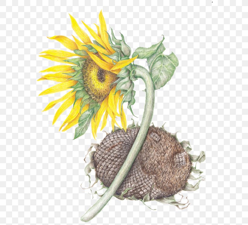 Common Sunflower Sunflower Seed Daisy Family, PNG, 587x745px, Common Sunflower, Annual Plant, Daisy Family, Fennel Flower, Floral Design Download Free