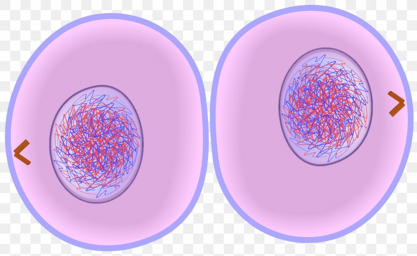 Cytokinesis Cell Cycle Mitosis Cell Division, PNG, 1321x813px