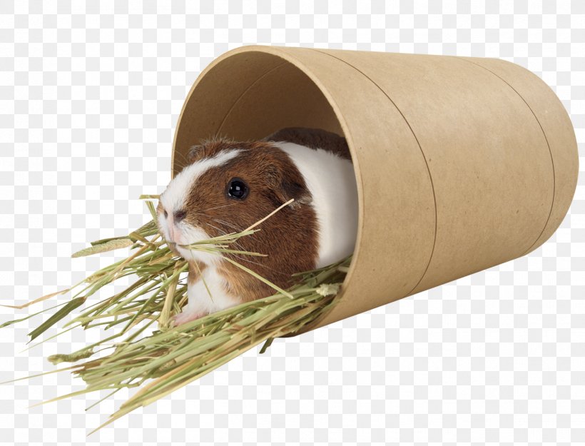 Guinea Pig Rodent Mouse Pet Muroidea, PNG, 1364x1040px, Guinea Pig, Animal, Guinea, Mammal, Mouse Download Free