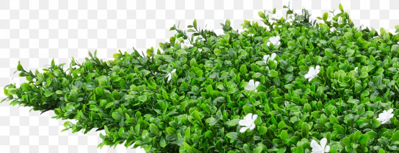 Shrub Hedge Flower Evergreen Plant, PNG, 948x366px, Shrub, Box, Evergreen, Flower, Grass Download Free
