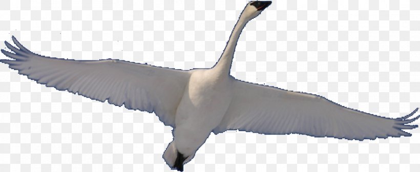 Cygnini Bodhisattva Goose Satori, PNG, 934x383px, Cygnini, Animal Figure, Beak, Bird, Bodhisattva Download Free