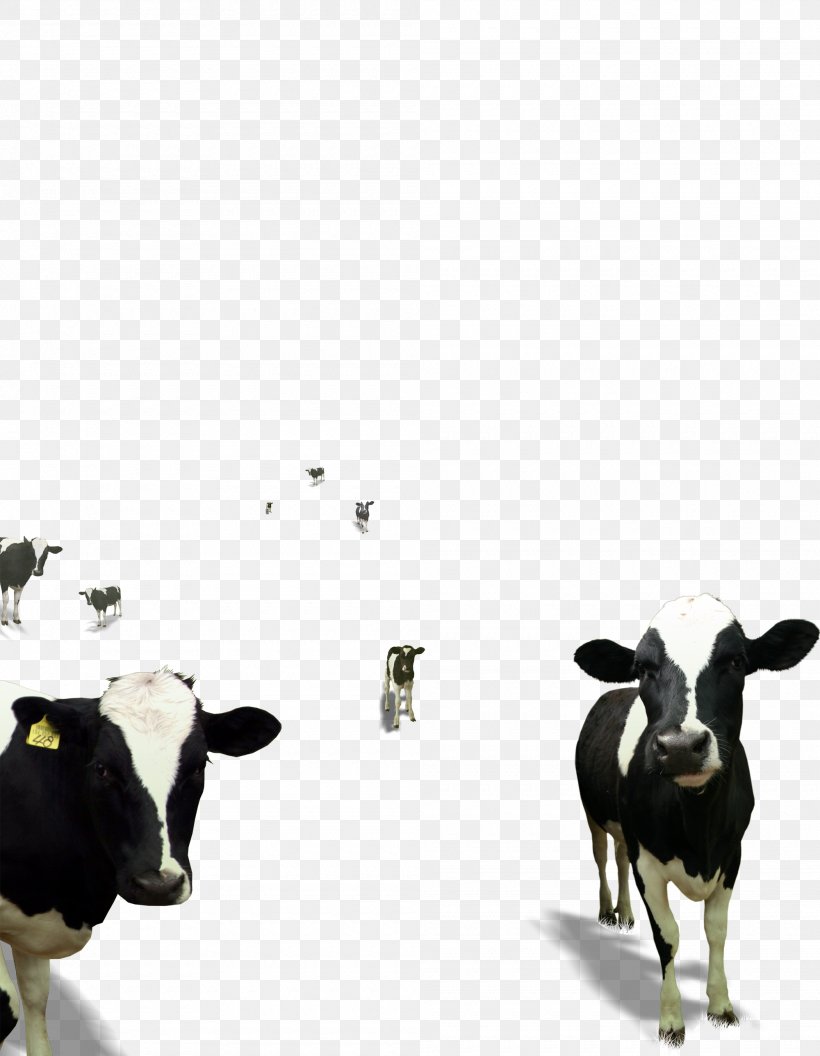 Dairy Cattle Calf Baka Milk Taurine Cattle, PNG, 2000x2577px, Dairy Cattle, Baka, Bovine, Calf, Cattle Download Free