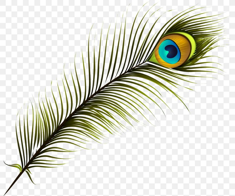 Feather Peafowl Clip Art, PNG, 800x684px, Feather, Animation, Beak, Bird, Cartoon Download Free
