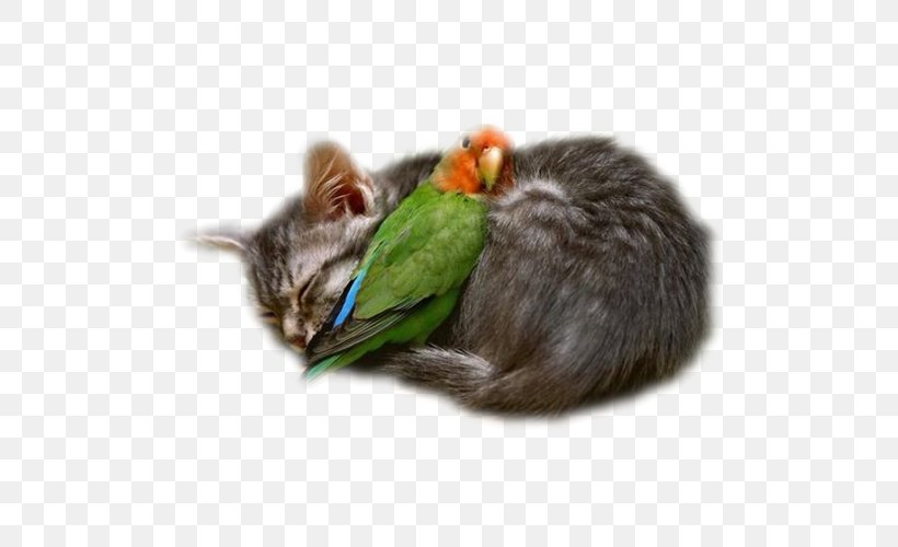 Interspecies Friendship Love Cat Intimate Relationship, PNG, 500x500px, Friendship, Best Friends Forever, Boyfriend, Cat, Cat Like Mammal Download Free