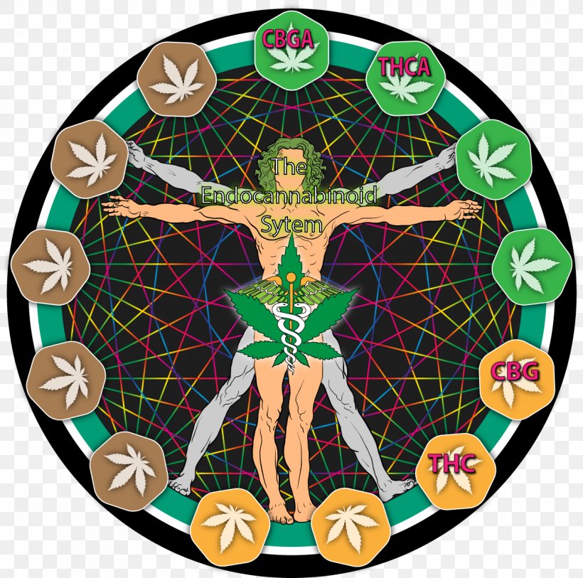 Leonardo Da Vinči Endocannabinoid System Cannabigerol Cannabinol, PNG, 1213x1203px, Leonardo Da Vinci, Cannabichromene, Cannabidiol, Cannabigerol, Cannabinoid Download Free