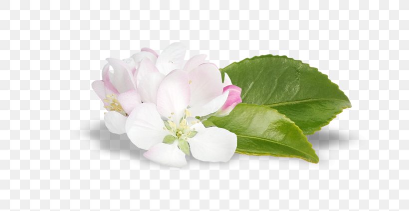 Flowering Plant, PNG, 699x423px, Flowering Plant, Blossom, Flower, Petal, Plant Download Free