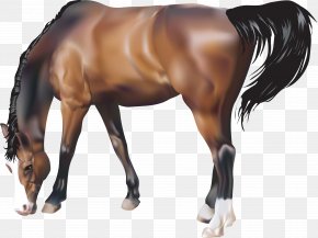 miniature horse rearing up clipart