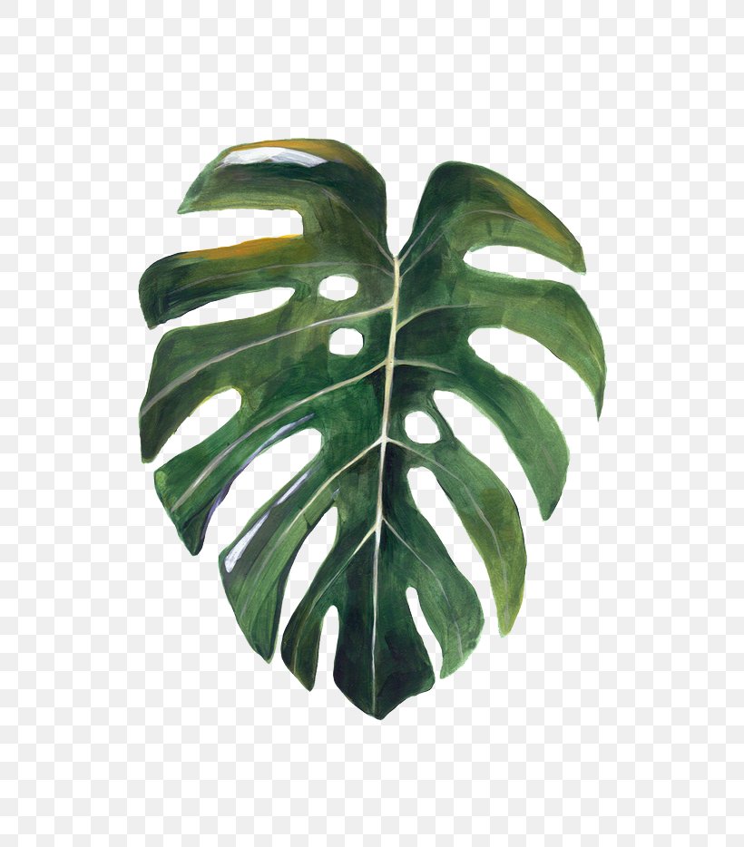 Paper Leaf Swiss Cheese Plant Watercolor Painting Drawing, PNG, 658x934px, Paper, Botanical Illustration, Botany, Branch, Color Download Free