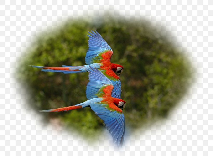 Parrot Bird Red-and-green Macaw Scarlet Macaw, PNG, 800x600px, Parrot, Animal, Beak, Bird, Common Pet Parakeet Download Free