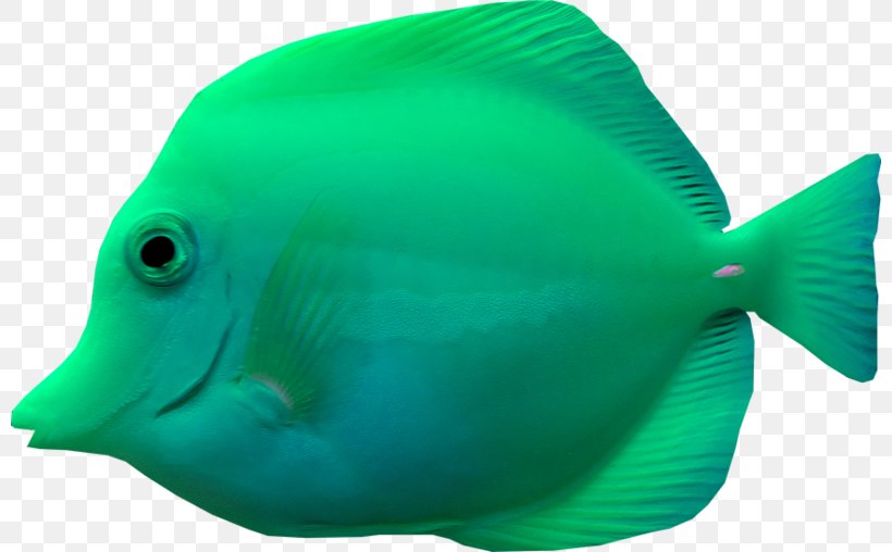 Fish Marine Biology Image Sea Creatures, PNG, 800x508px, Fish, Aquatic Animal, Biology, Coral Reef Fish, Fin Download Free