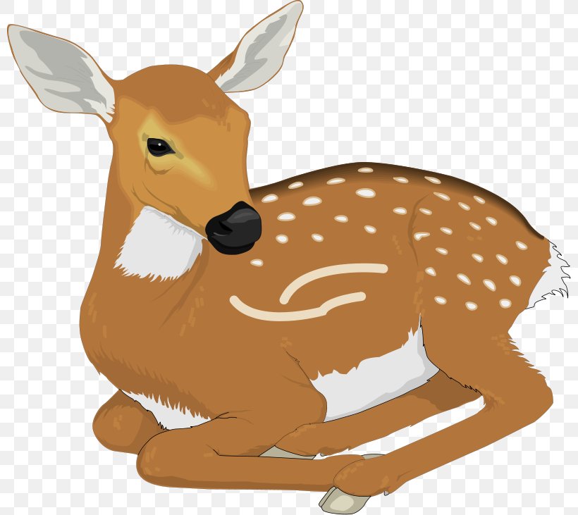 White-tailed Deer Clip Art, PNG, 800x731px, Deer, Art, Art Museum, Chital, Drawing Download Free