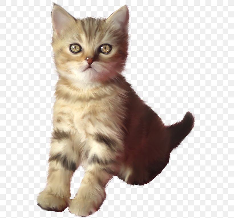 Kitten American Shorthair British Semi-longhair Asian Semi-longhair Ragamuffin Cat, PNG, 591x764px, Kitten, American Shorthair, American Wirehair, Asian, Asian Semi Longhair Download Free