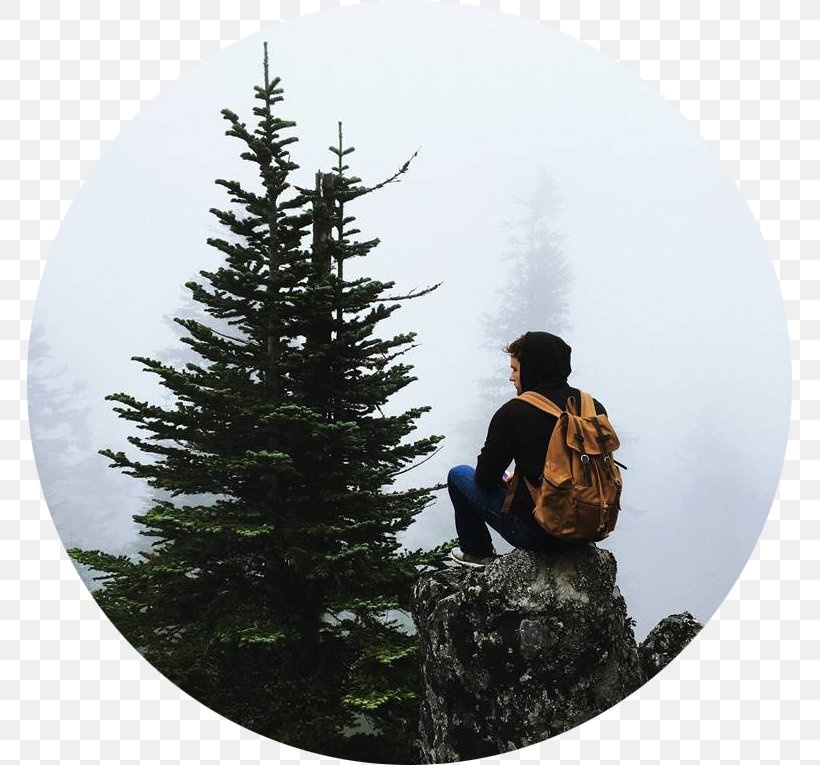 Tree Life Backpack Quotation, PNG, 765x765px, Tree, Backpack, Christmas Decoration, Christmas Ornament, Christmas Tree Download Free