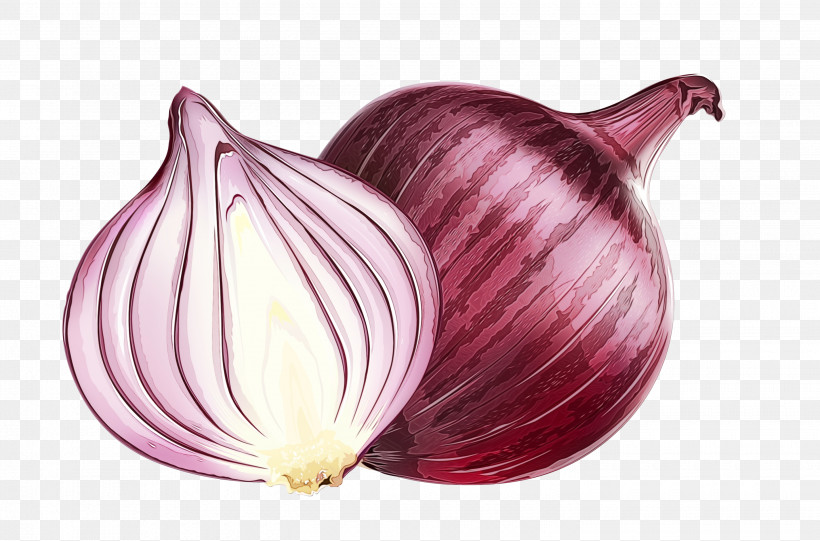 Yellow Onion Garlic Shallot Red Onion Purple, PNG, 2890x1909px, Watercolor, Garlic, Onion, Paint, Purple Download Free