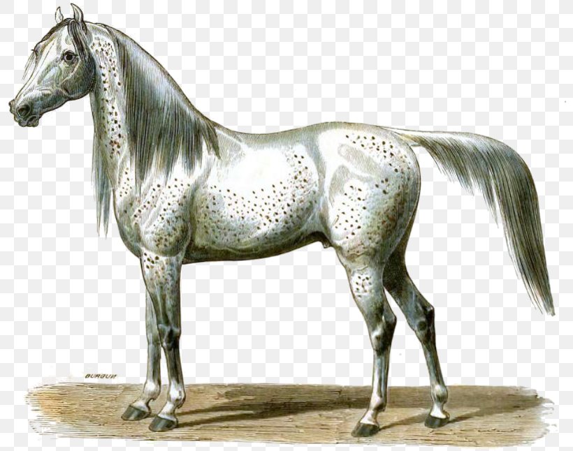 Arabian Horse Mustang Stallion Halter, PNG, 800x646px, Arabian Horse, Animal Figure, Bridle, Halter, Horse Download Free