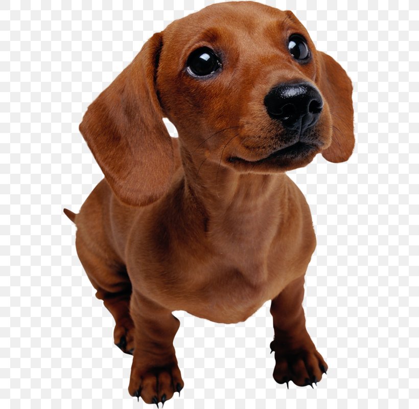 Dachshund Puppy Pet Dog Training Veterinarian, PNG, 572x800px, Dachshund, Breeder, Carnivoran, Cat Training, Companion Dog Download Free