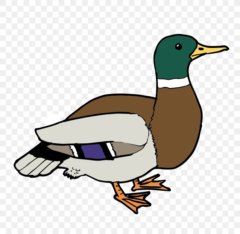 Ducks, Geese And Swans Clip Art Openclipart Free Content, PNG, 800x800px, Duck, Artwork, Beak, Bird, Blue Duck Download Free