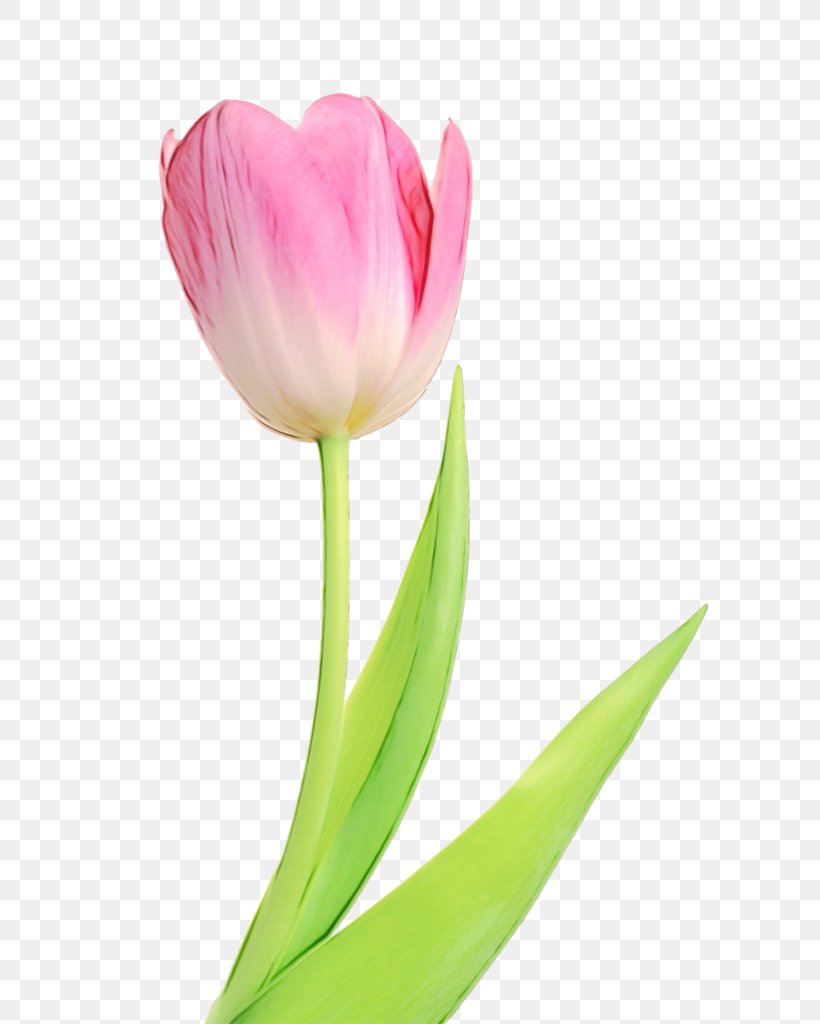 Flower Flowering Plant Petal Tulip Plant, PNG, 685x1024px, Watercolor, Cut Flowers, Flower, Flowering Plant, Paint Download Free