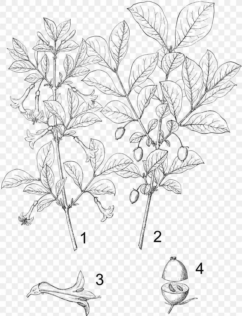 Lonicera Japonica Lonicera Sempervirens Lonicera Ciliosa Flower Lonicera Periclymenum, PNG, 3080x4025px, Lonicera Japonica, Area, Artwork, Black And White, Branch Download Free