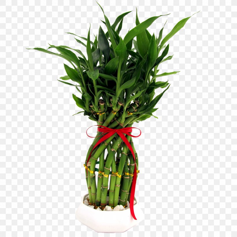 Lucky Bamboo Houseplant Flowerpot, PNG, 900x900px, Lucky Bamboo, Aquarium Decor, Bamboo, Cactaceae, Cut Flowers Download Free