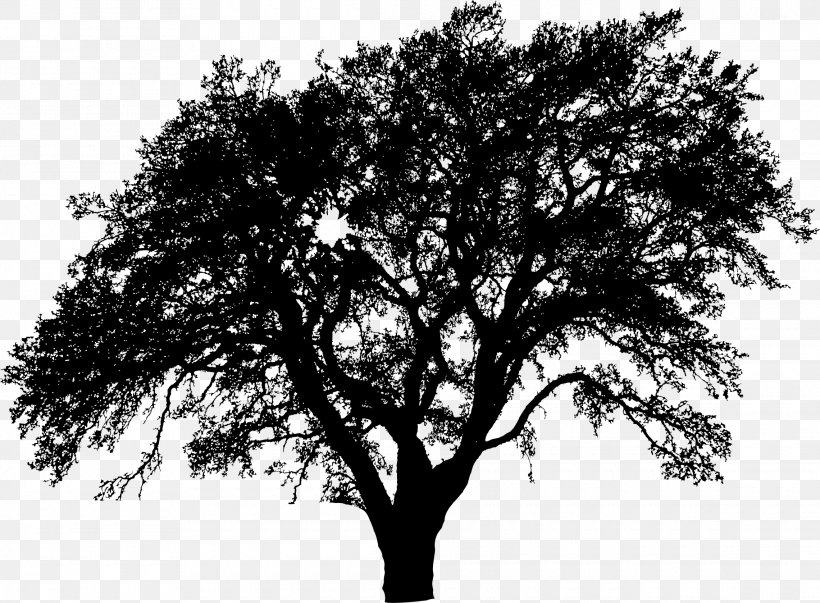 Tree Silhouette, PNG, 2280x1677px, Tree, Black And White, Branch, Drawing, Ecology Download Free