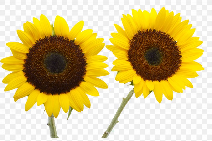 Two Cut Sunflowers Common Sunflower Petal Yellow, PNG, 3553x2363px, Two Cut Sunflowers, Blue, Common Sunflower, Daisy Family, Flower Download Free